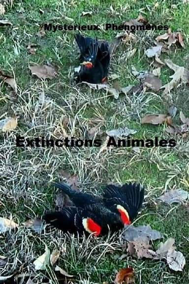 Mystérieux Phénomènes Extinctions Animales poster