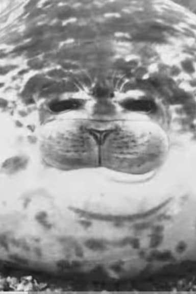The Seal Clubber poster