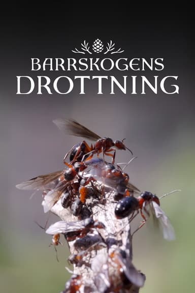 Barrskogens drottning poster