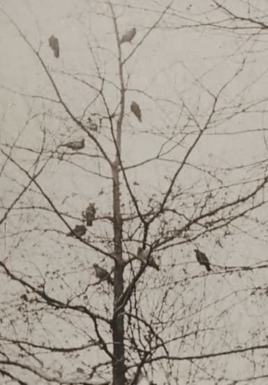 The Aviary poster