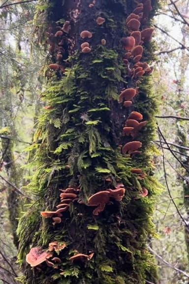 Fungal Forest poster