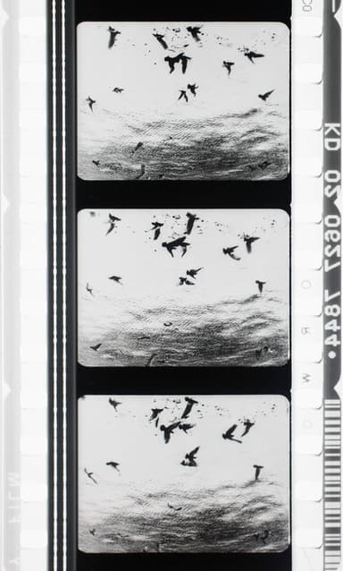 Images en négatif poster