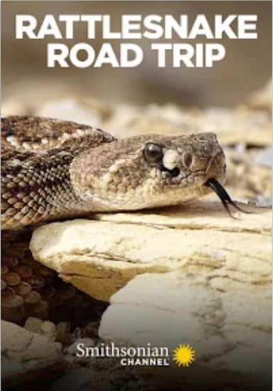 Rattlesnake Road Trip poster
