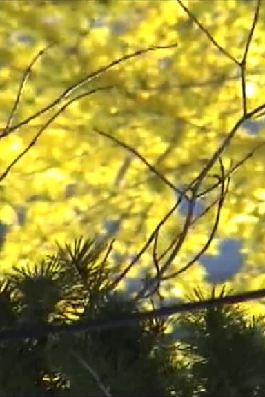 Late Spring poster
