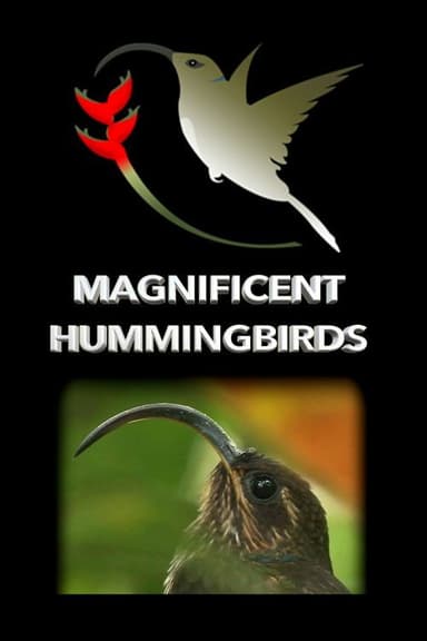 Magnificent Hummingbirds poster