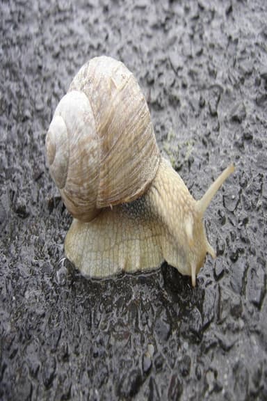 The Snail poster