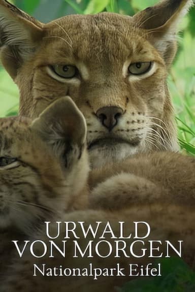 Urwald von morgen – Nationalpark Eifel poster