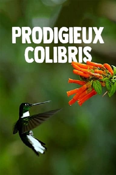 Hummingbirds: Magic in the Air poster