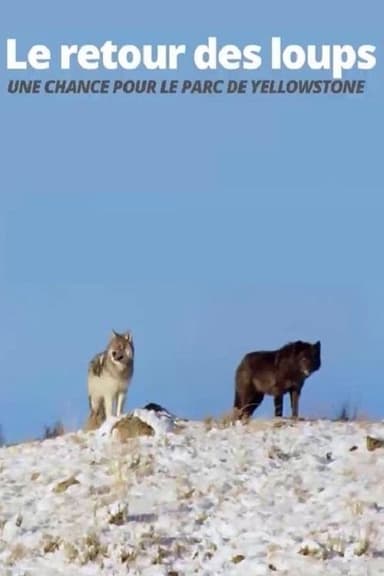 The Return of the Wolves: The Miracle in Yellowstone National Park poster