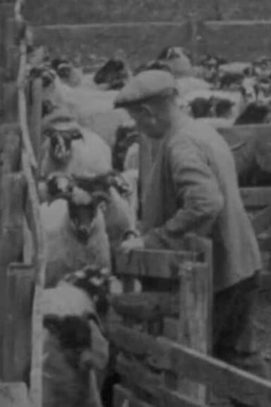 Blackfaced Sheep poster