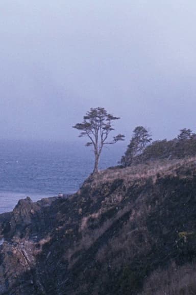 The Tree poster