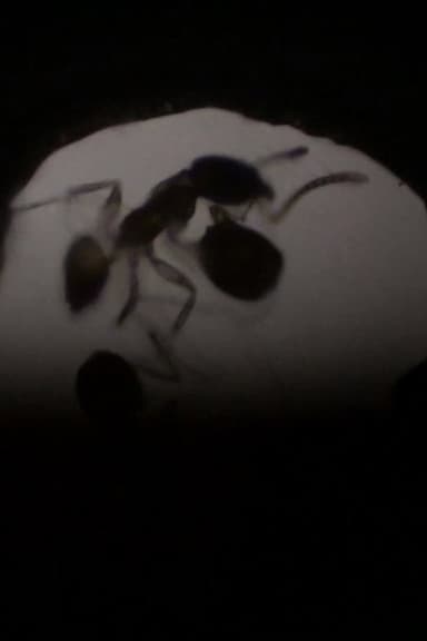 Antfilm poster