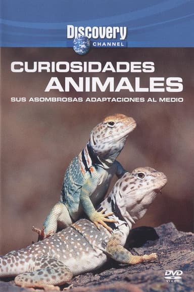 Wild Weird Animals poster