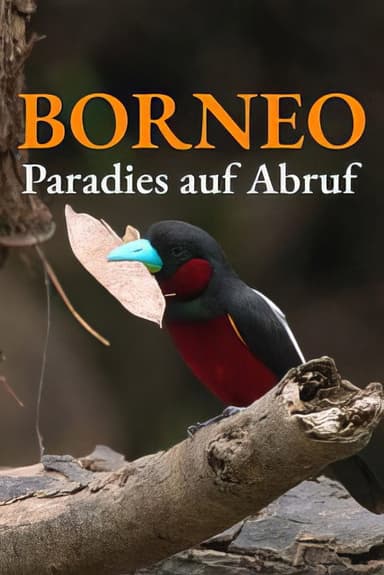 Bornéo, la jungle de l’espoir poster