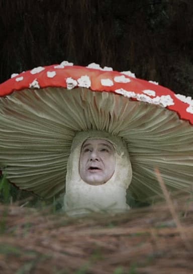 Fly Amanita poster