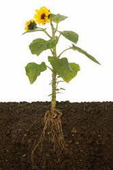 Roots Will Remain poster