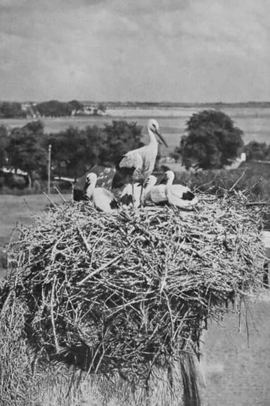 The Storks poster