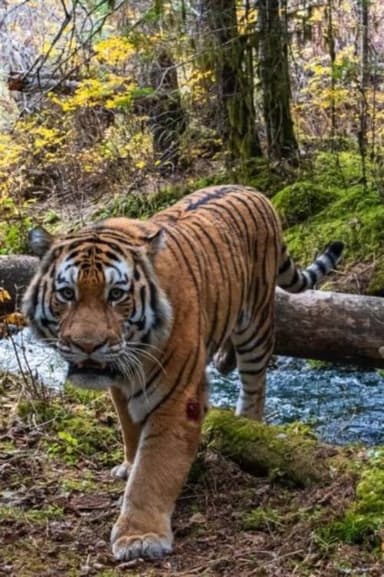 Tiger Trap poster