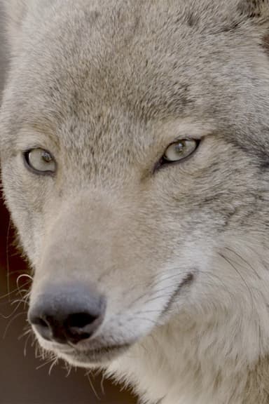 Coywolf poster