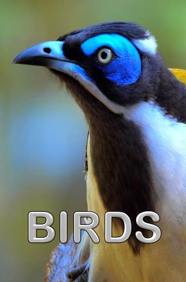 Birds poster