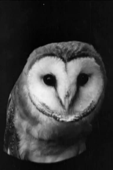 The White Owl poster