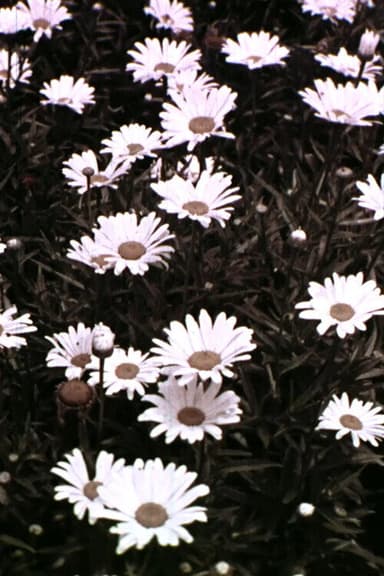 Spring Symphony poster