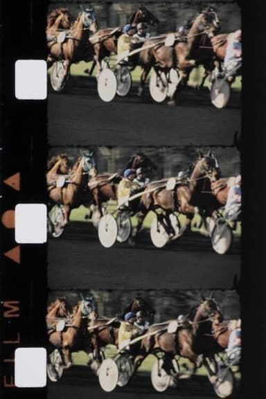 Chevaux couleur poster