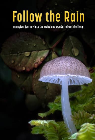 Follow the Rain poster