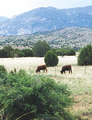 Whose Home on the Range? poster