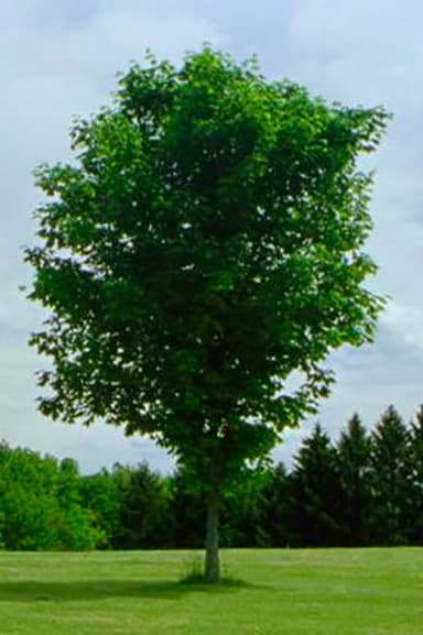 Tree poster