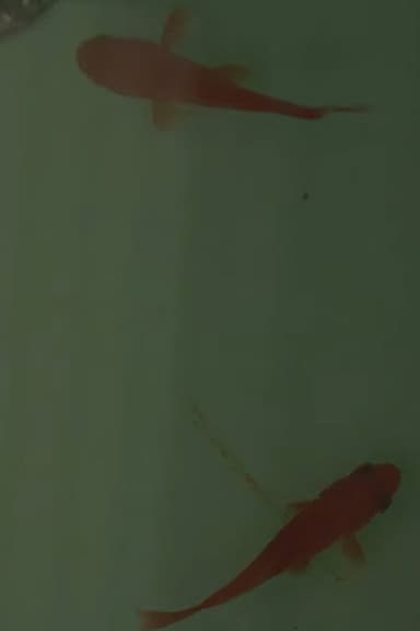 Room on the Shore poster
