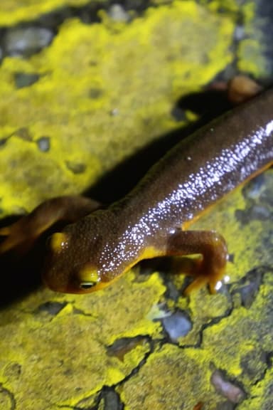 The Chileno Valley Newt Brigade poster