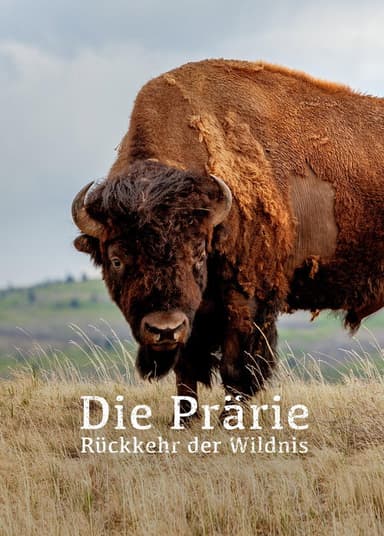The Prairie; Return of the Wild poster