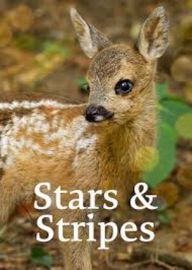 Stars and Stripes poster