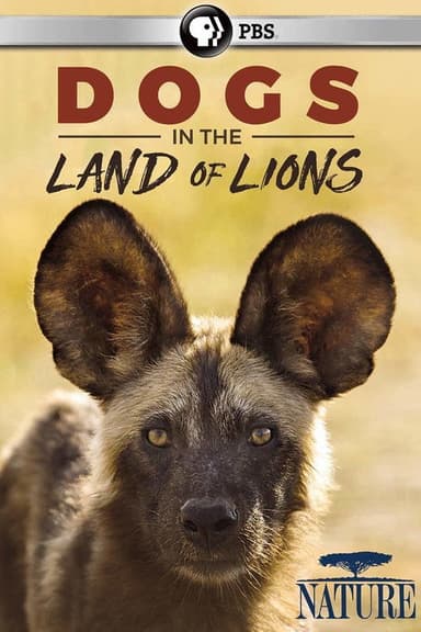 Dogs in the Land of Lions poster