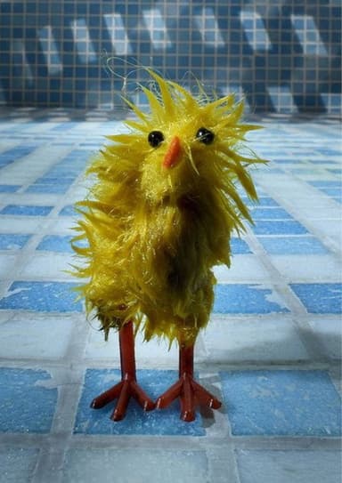 Chick Wash poster