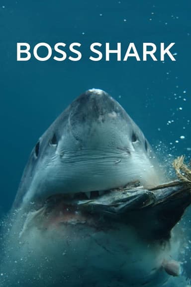Boss Shark poster