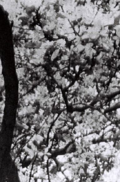 This is for Jonas Mekas poster