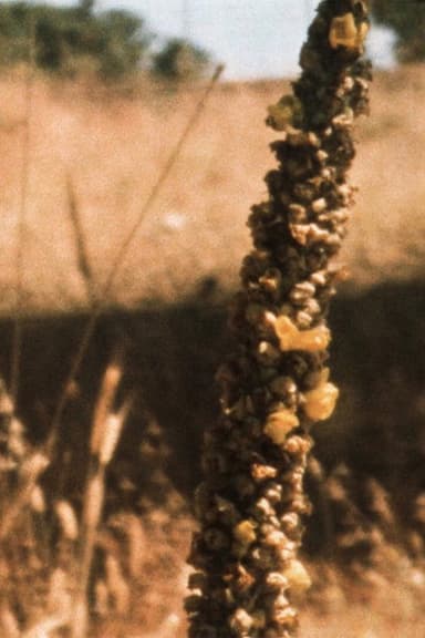 Bees in the Hills poster