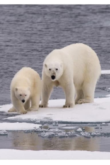 Ice Bear poster