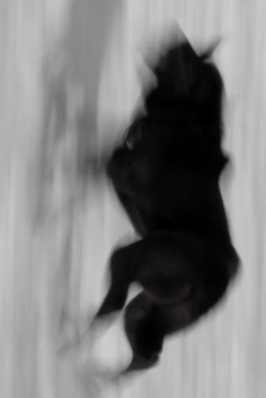 Two Dogs poster