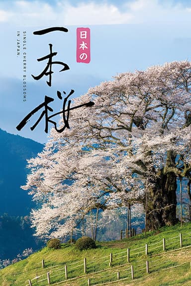 Japan's Single Cherry Blossom Tree poster