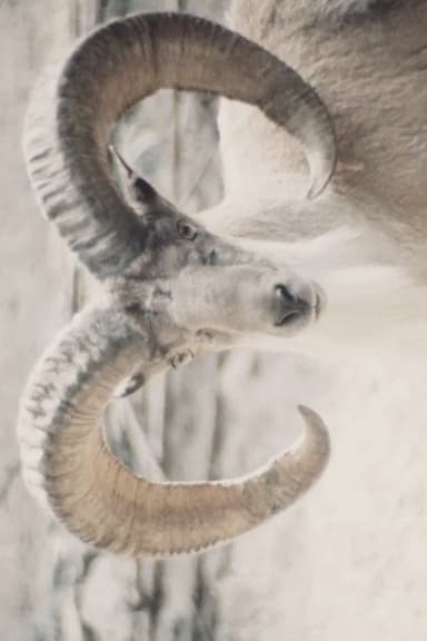 Paradies der Tiere poster