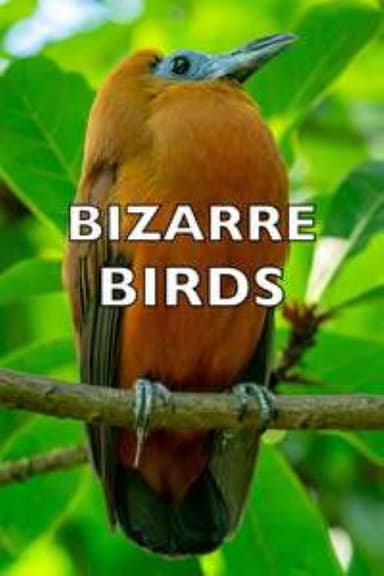 Bizarre Birds poster