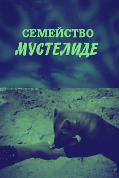 The Mustelidae Family poster