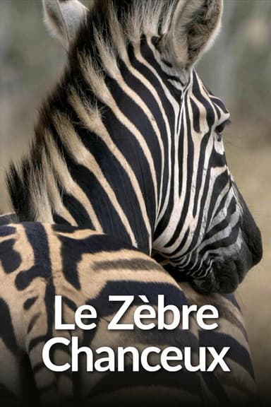Le Zèbre chanceux poster