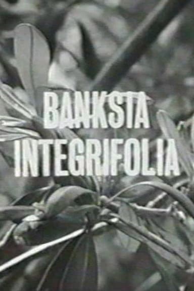 Banksia Integrifolia poster