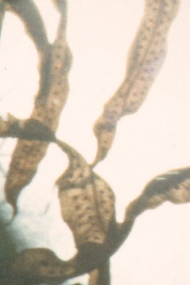 phototropes poster