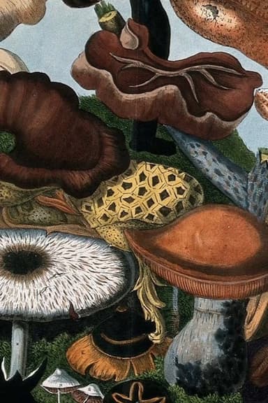 Fungi (Secrets of Nature #3) poster