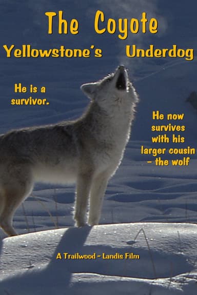 The Coyote: Yellowstone's Underdog poster